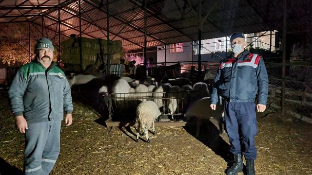 Antalyada kaybolan 18 küçükbaş hayvan jandarma ekiplerince bulundu