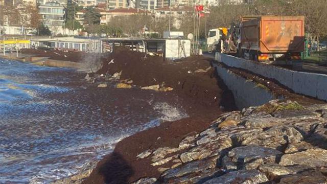 Caddebostan Sahilini kırmızı yosunlar kapladı