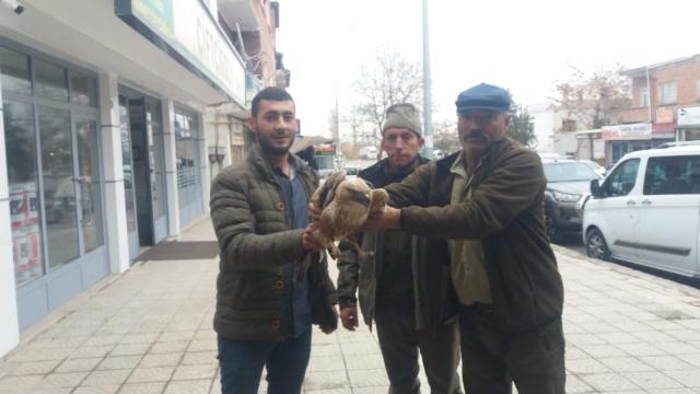 Kayseride yaralı bulunan 2 kızıl şahin tedavi ediliyor