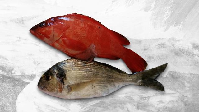 Akdeniz tropikalleşiyor: Kırmızı lagos balığı Antalyada görüldü