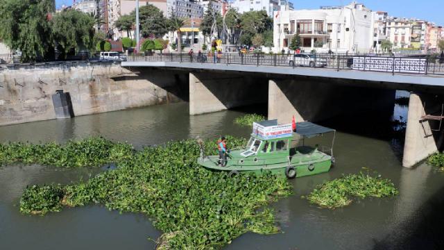 Asi Nehriden 1000 ton su sümbülü temizlendi