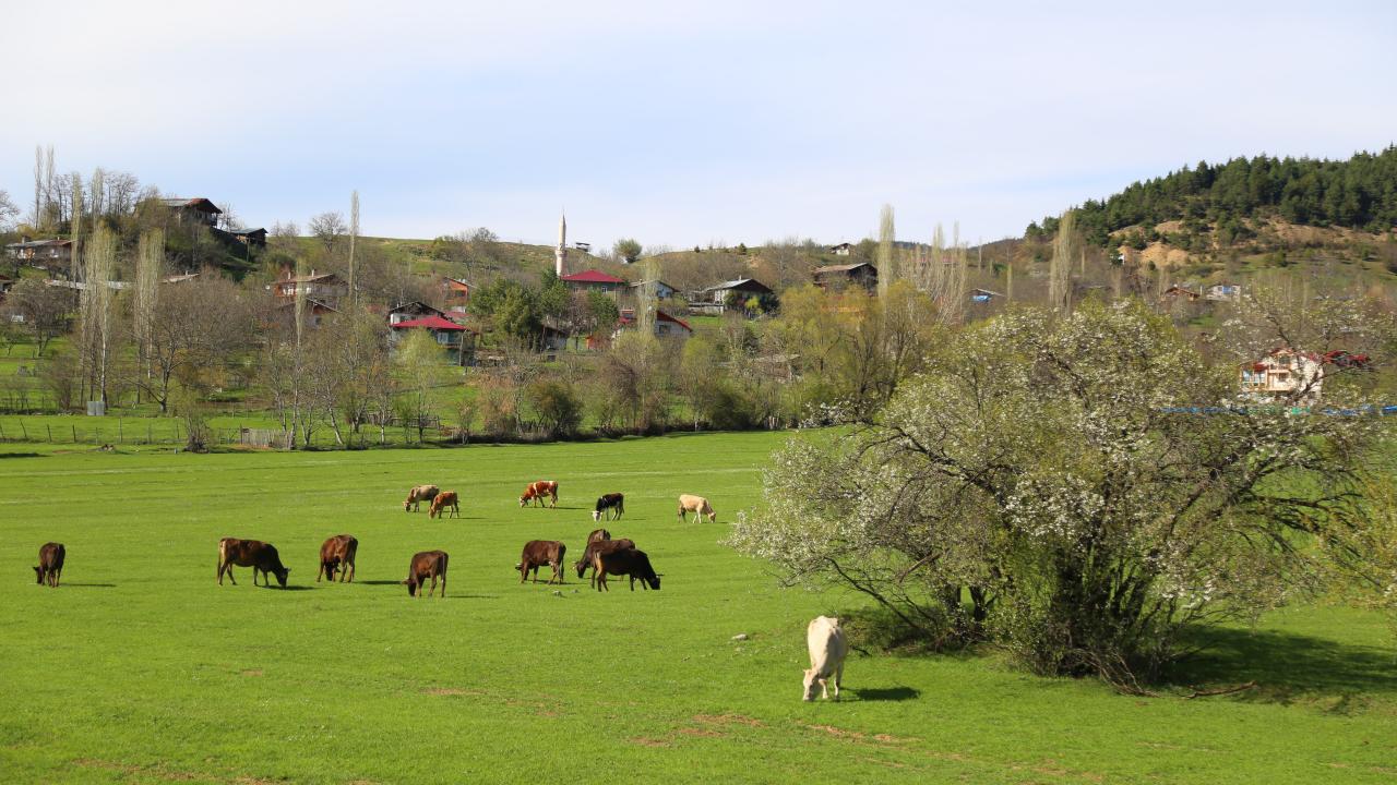 TARIMSAL, TURİSTİK, ESNAF VE SANATKARLARA DAİR POLİTİKALAR