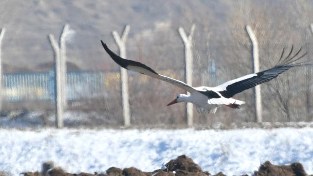 Karsta soğuğa rağmen göç etmeyen leylekler karda yiyecek arıyor