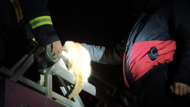 Elektrik direğinde mahsur kalan kedi kurtarıldı