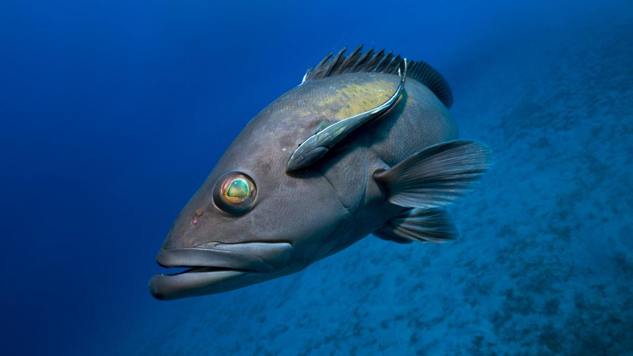 17 bin denizel türün 1700`ü endemik