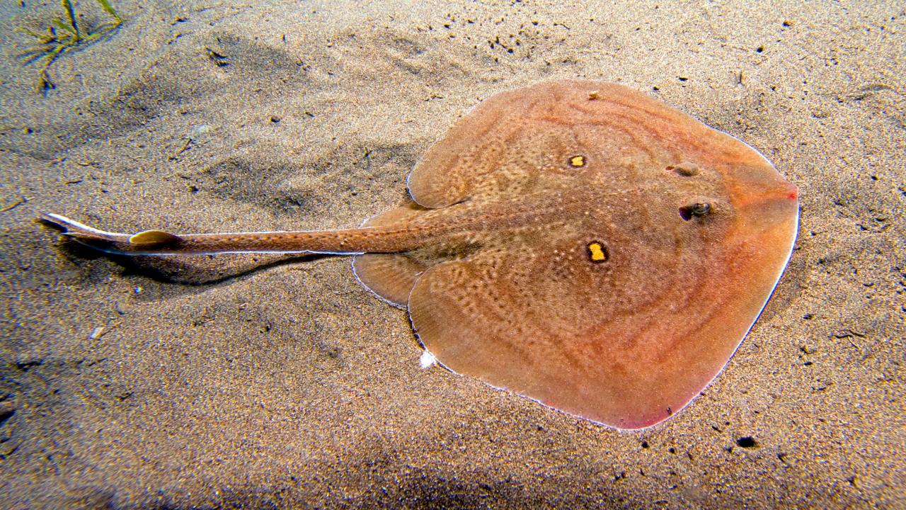 62 türün nesli tehlikede