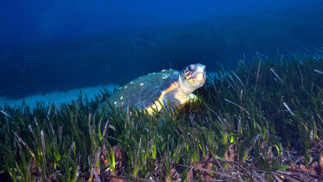 Tehlikedeki türler filmde