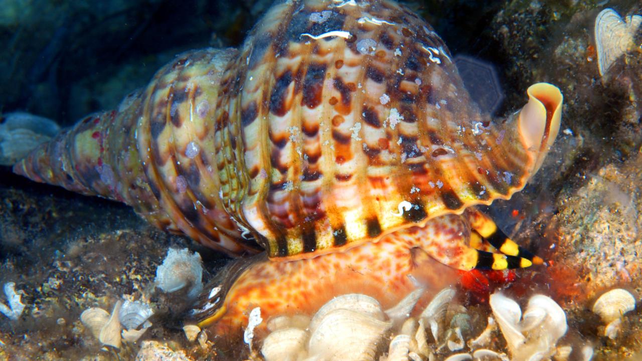 Akdeniz`de ekolojik kırılma