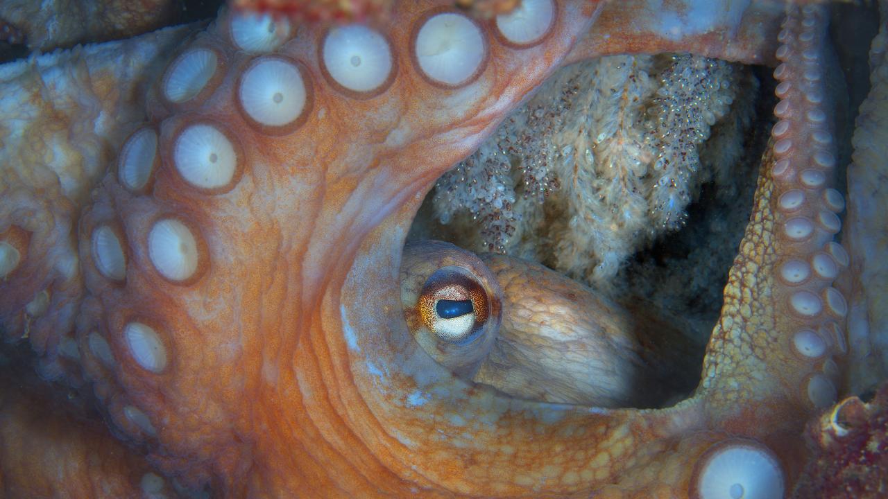 Deniz çayırları aknediz`in akciğeri