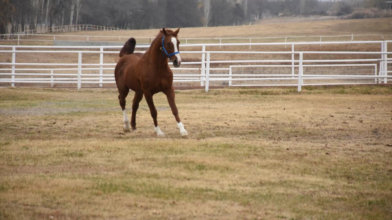Özgünhan`ın 261 tayı da sahiplerine para kazandırıyor
