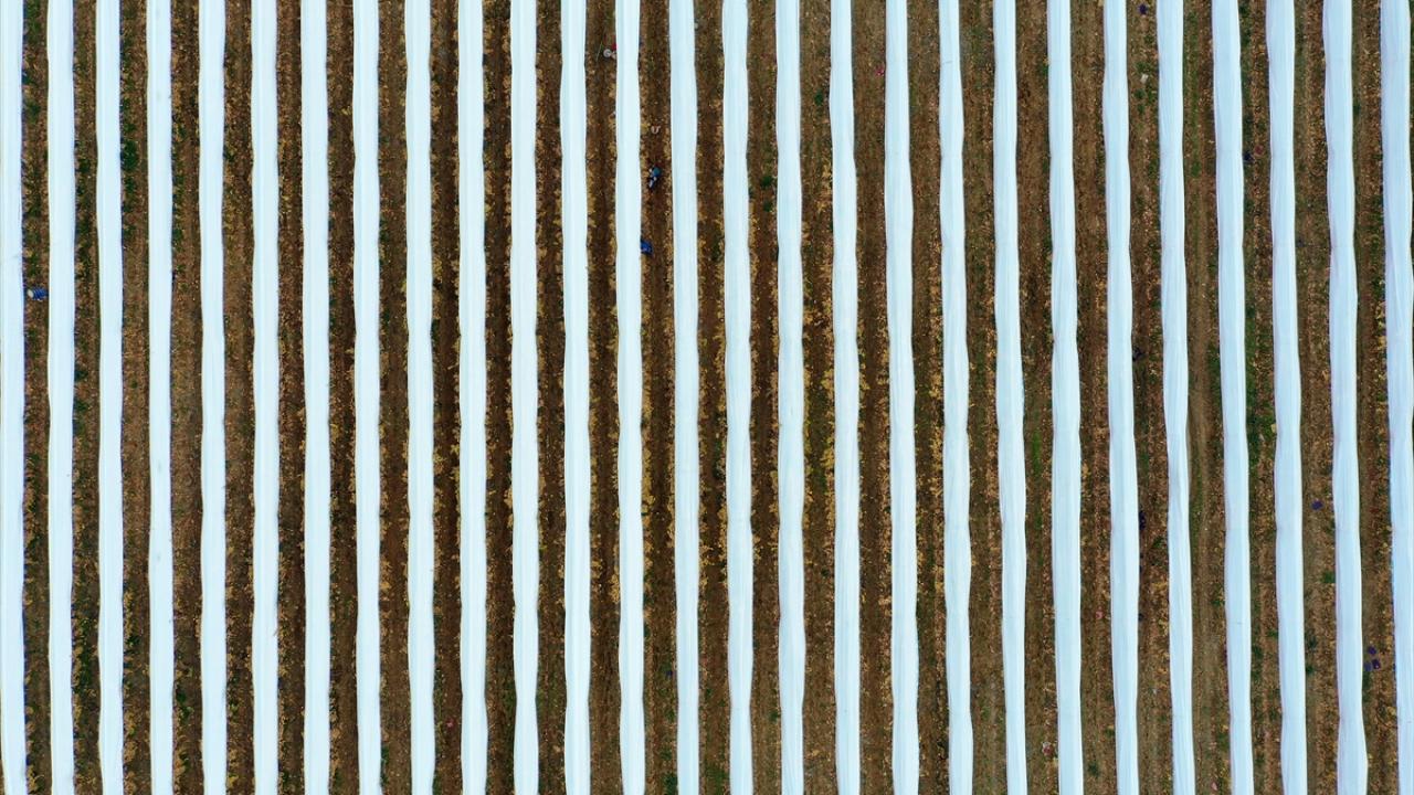 "Vatandaşımız yeri geliyor bağlarla çocuklarından fazla ilgileniyor"