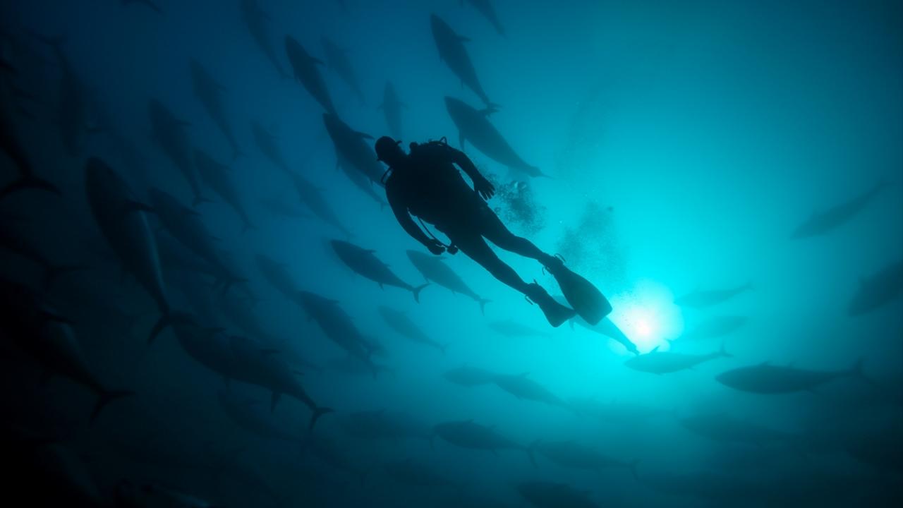 Yıllık ortalama 80 milyon dolar döviz girdisi