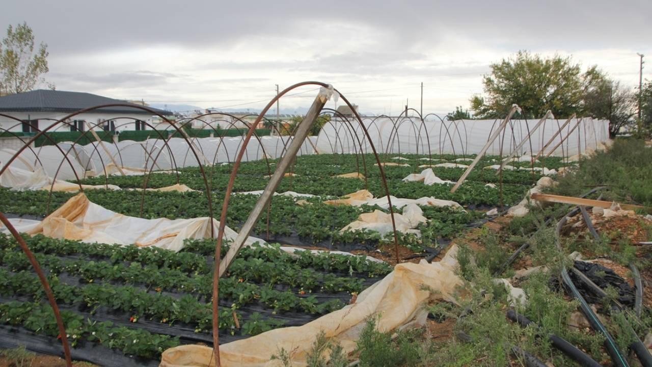 Antalya'daki fırtına seralara zarar verdi