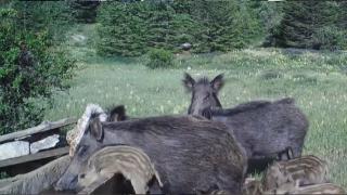 Antalya'daki yaban hayatı fotokapanla görüntülendi