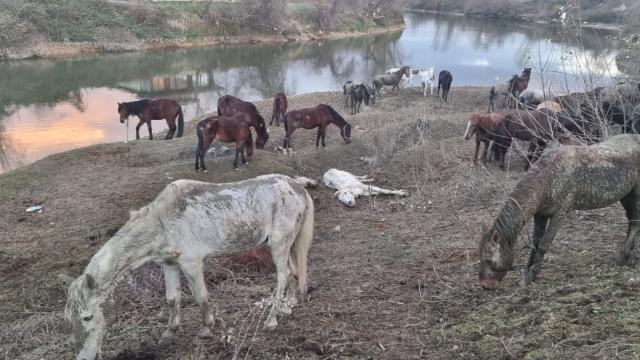 Jandarma 40 adet atı kesilmekten son anda kurtardı