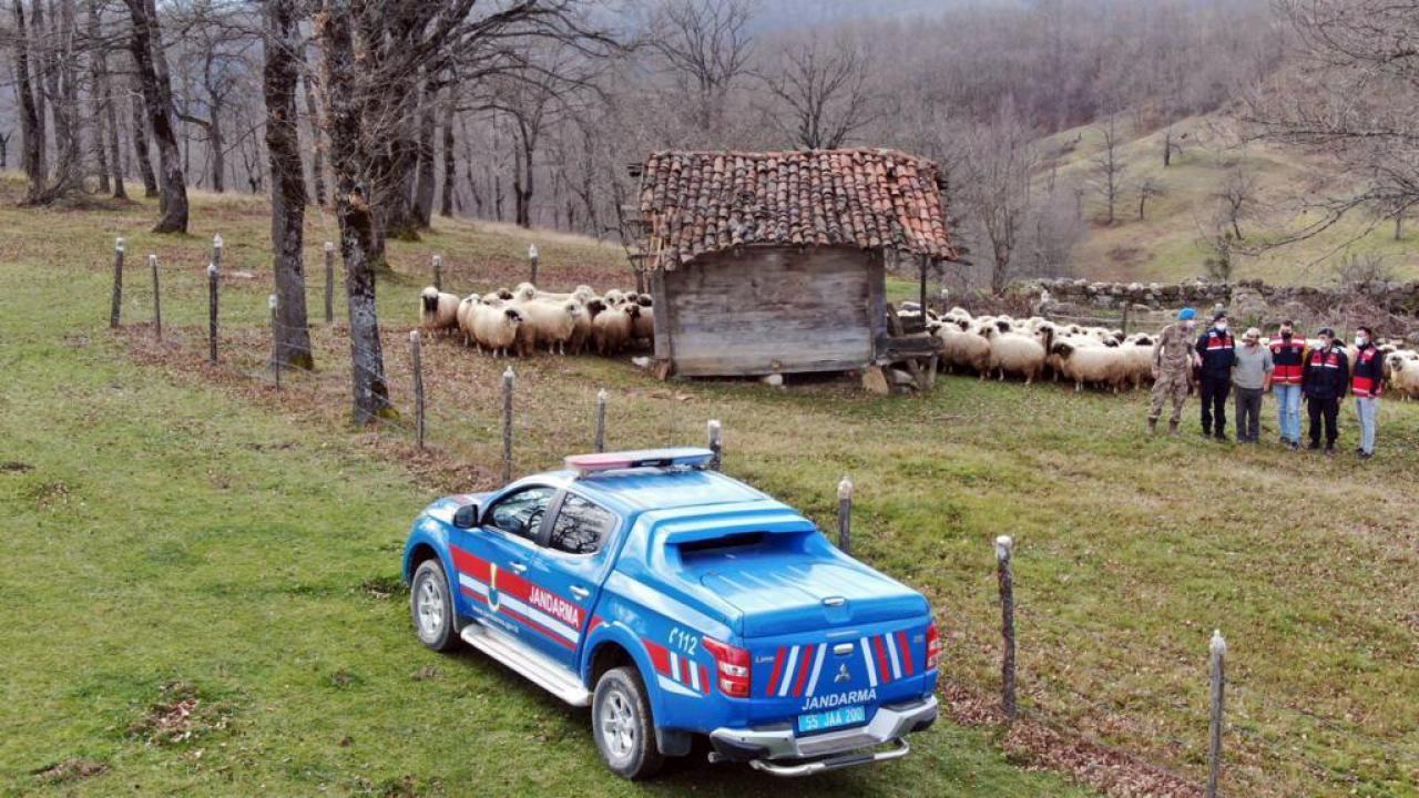Samsun'da 130 kayıp küçükbaş hayvan dronla bulundu