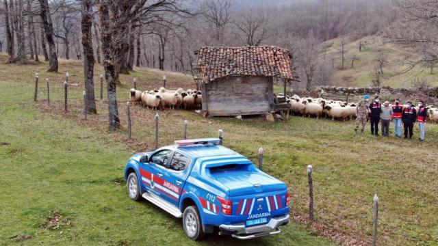 Samsunda 130 kayıp küçükbaş hayvan dronla bulundu