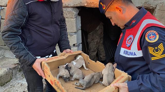Donmak üzere olan köpeklerin yardımına jandarma koştu