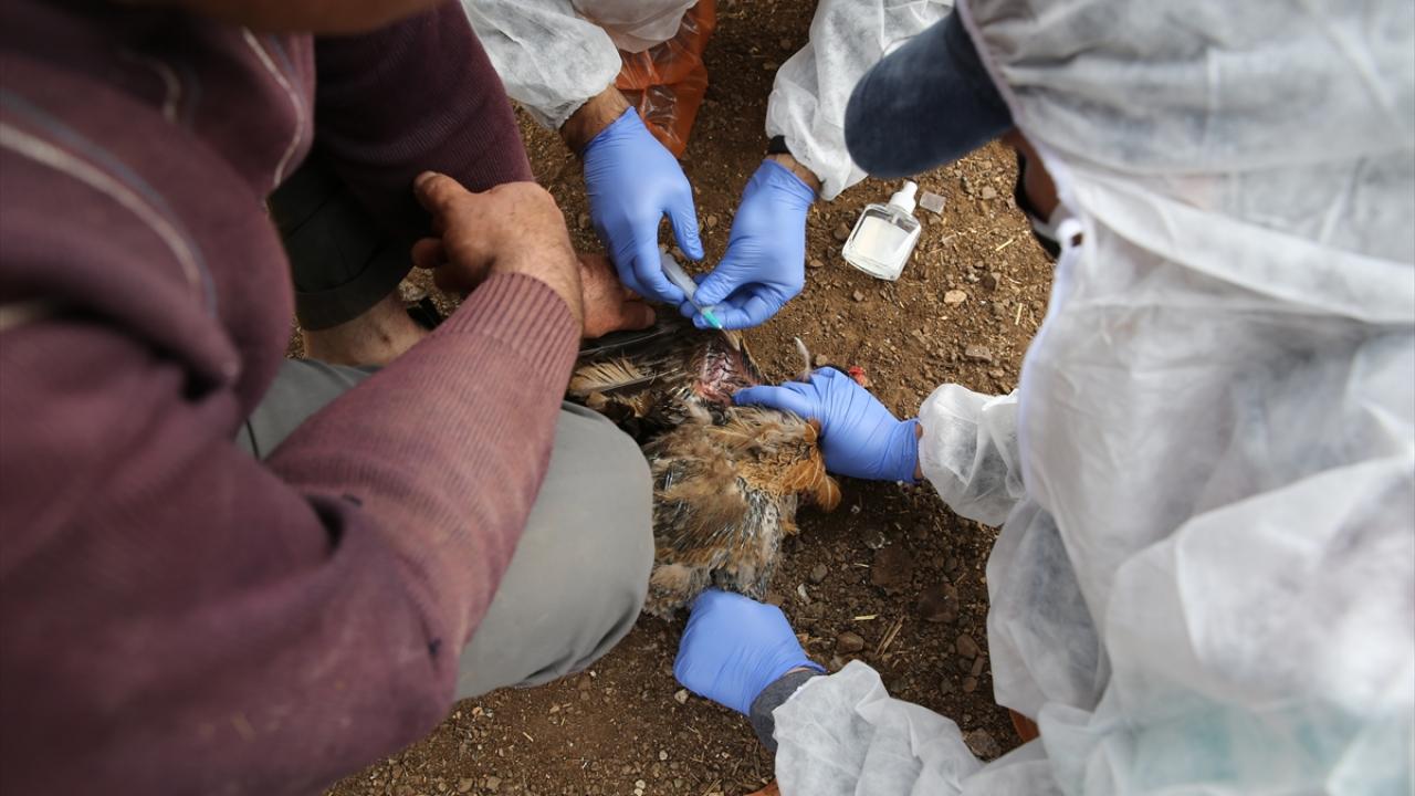 Türkiye az riskli statüsünde