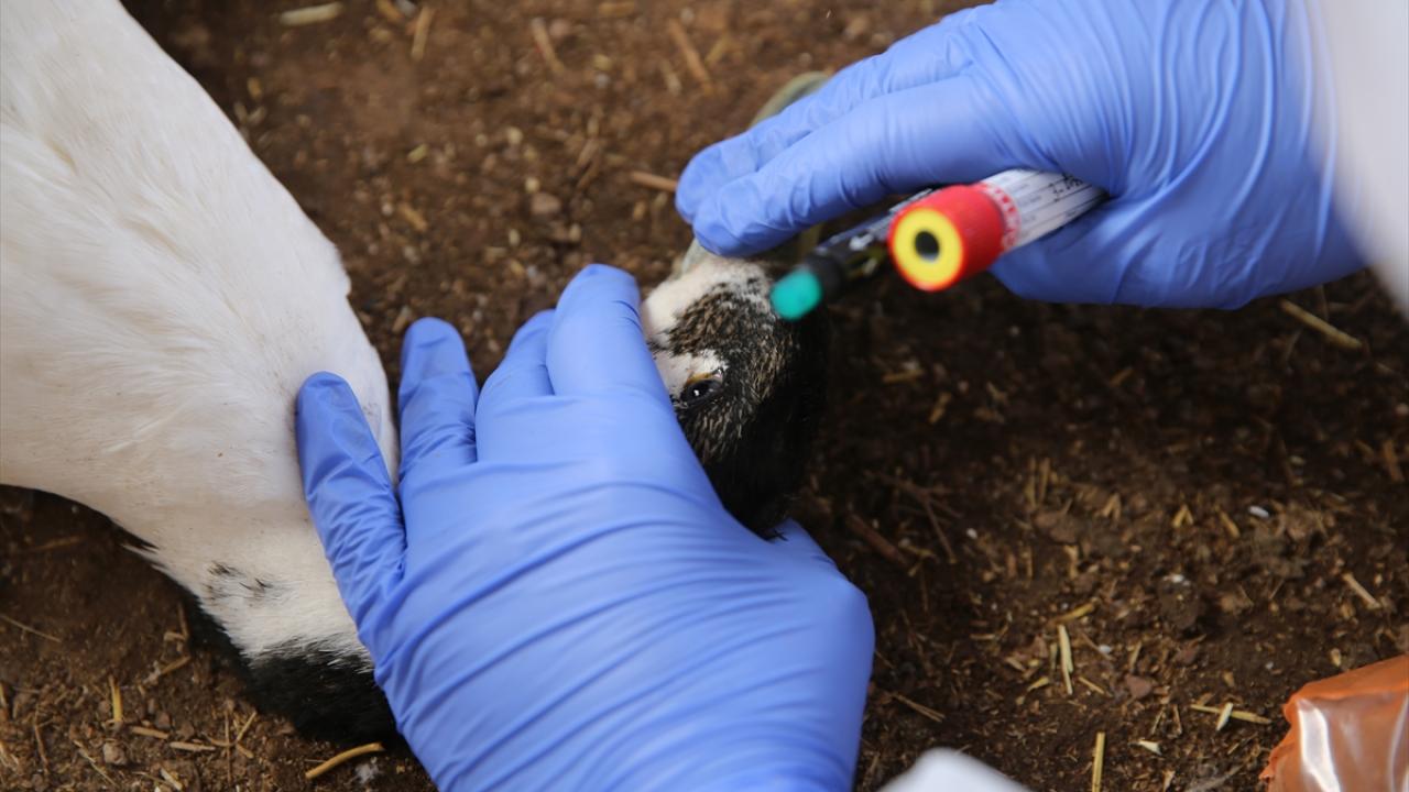 "Aşıları ihmal etmedikçe bu hastalık çıkmaz"