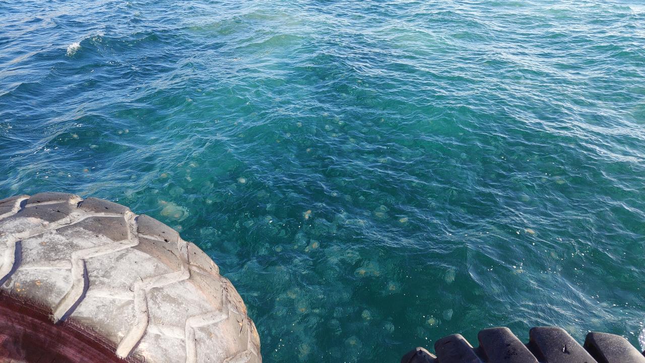 Uzmanlar, vatandaşlara denizanalarına kesinlikle dokunmamaları uyarısında bulundu