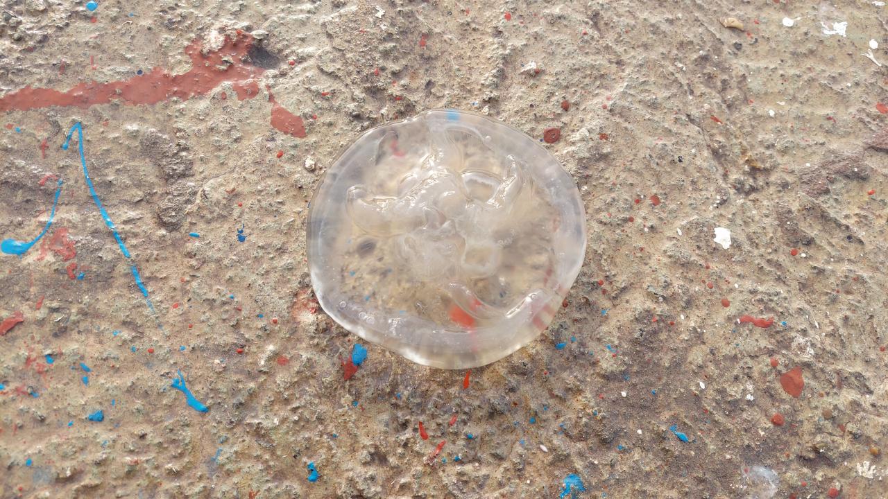 “Ağlarımıza zarar veriyor”