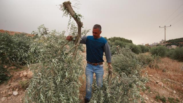 İsrail güçleri Batı Şeriada Filistinlilere ait 250 zeytin ağacını söktü
