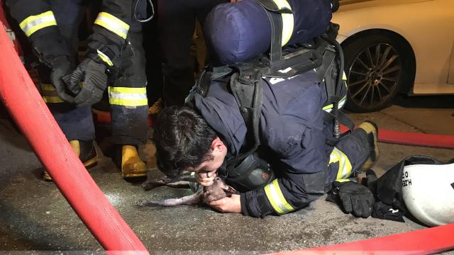 İtfaiye ekipleri kediyi suni teneffüsle hayata döndürdü