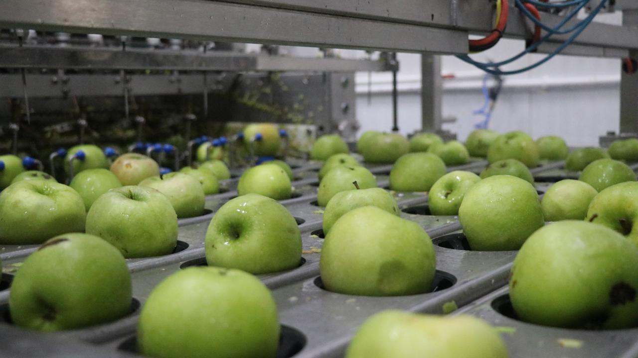 "Günlük 2,5 ton meyveyi işleyebiliyoruz"