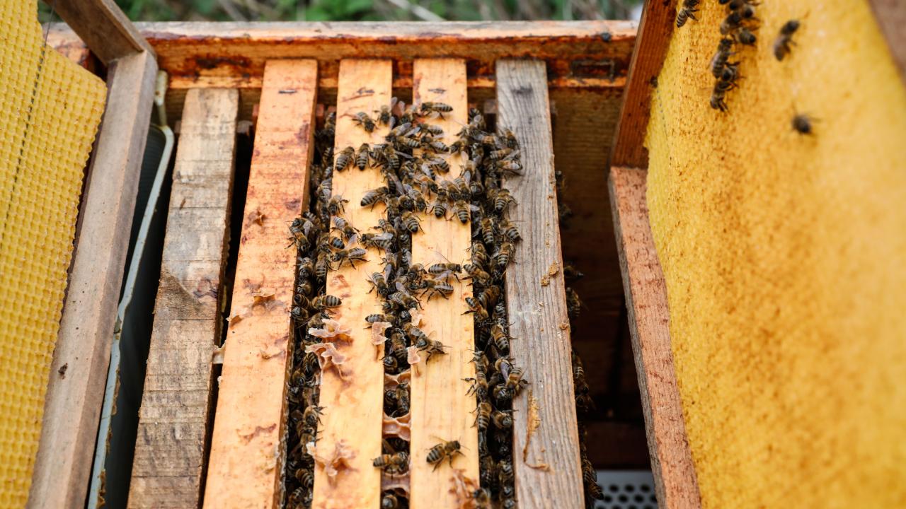 "Yanlış ilaçlar arıları öldürdü"