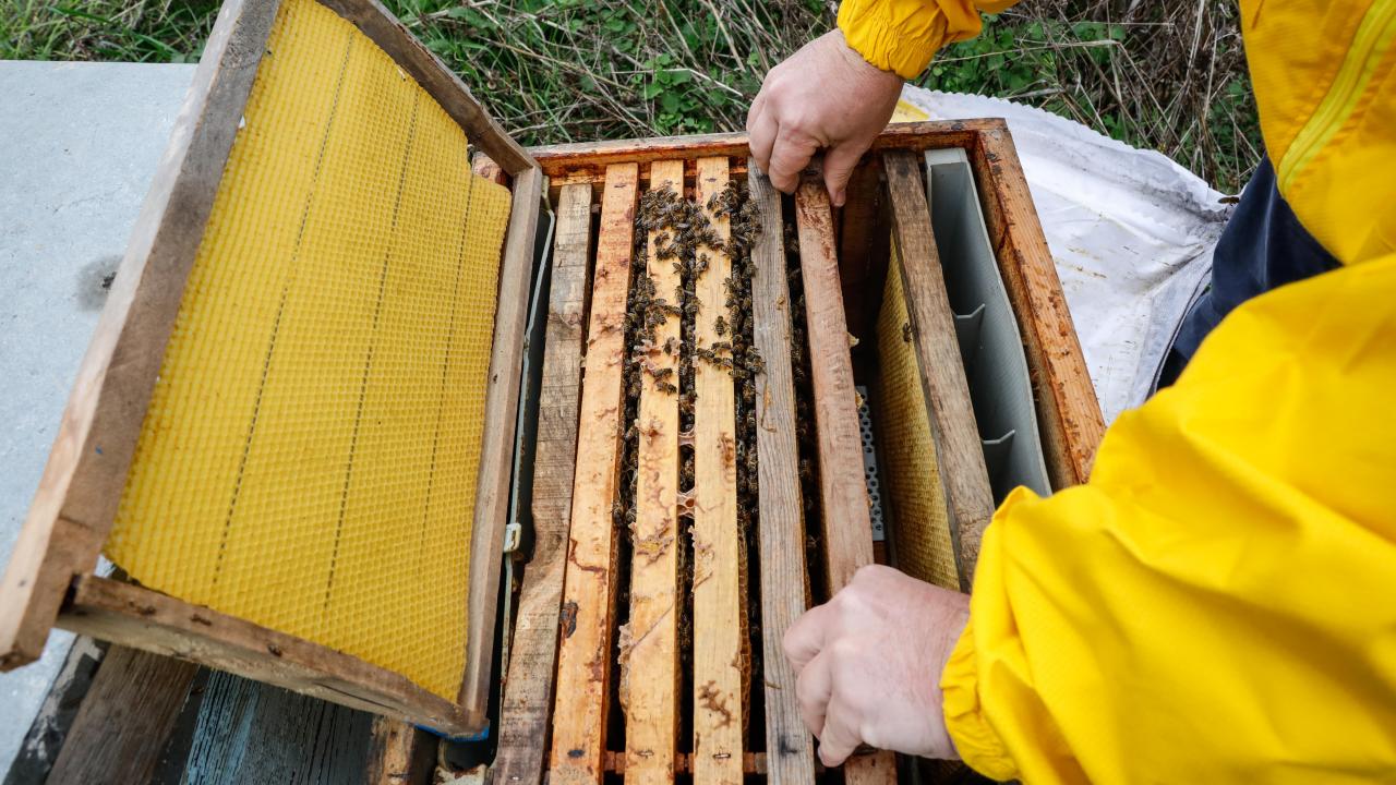 "2016`da 106 bin ton olan üretim 60 bin tona düştü"