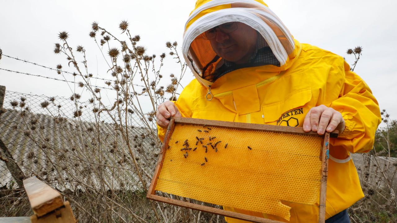 "10 kovan arım öldü"