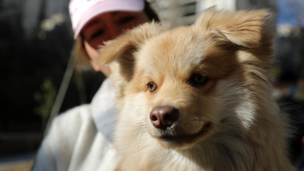 İzinsiz hayvan beslenmeyecek