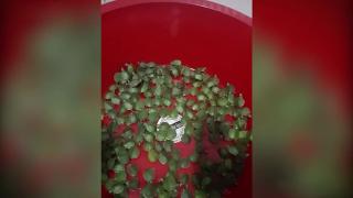 Sınır kapısında bin yavru su kaplumbağası ele geçti