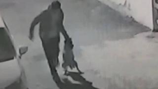 Sokak köpeğine şiddet uygulayan kişi gözaltına alındı