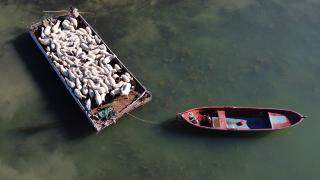 Koyunların kırsala dönüş yolculuğu