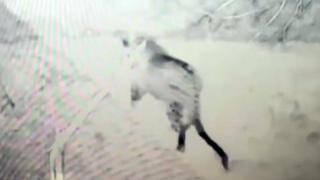 Nesli tükenmek üzere olan leopar Doğu Anadolu'da görüntülendi