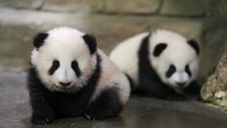 Fransız hayvanat bahçesindeki ikiz pandalar büyük ilgi görüyor