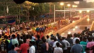 Pirinç tarlalarında 'Sığır Yarışı'