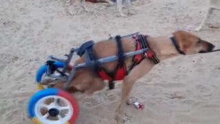 Eski bisiklet ve oyuncaklardan hayvanlara yürüteç yaptılar