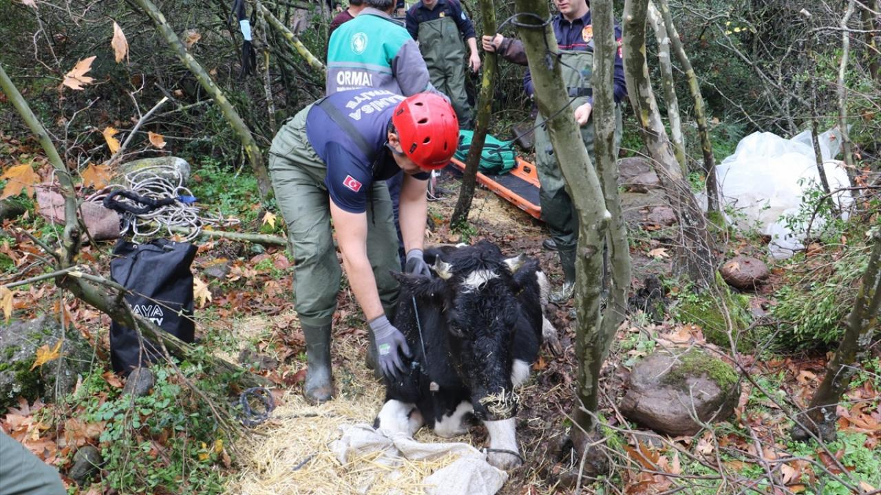 "İneğimize herhangi bir zarar gelmeden kurtardılar"