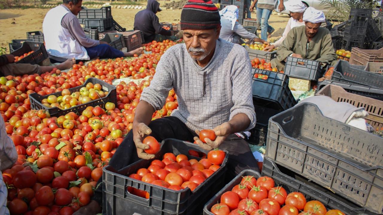 “Hasat sonrası domatesler, ihraç edilecek ülkeye göre sınıflara ayrılıyor”