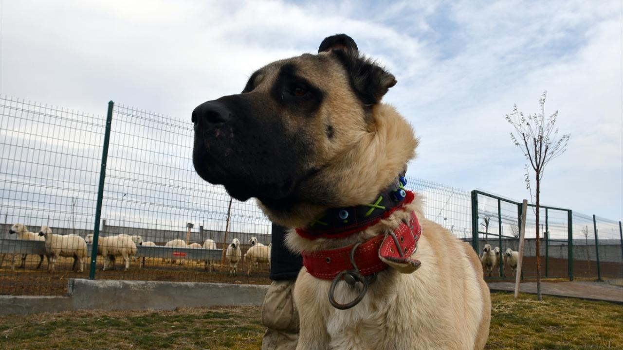 "Cesur için koyun dedin mi akan sular durur"