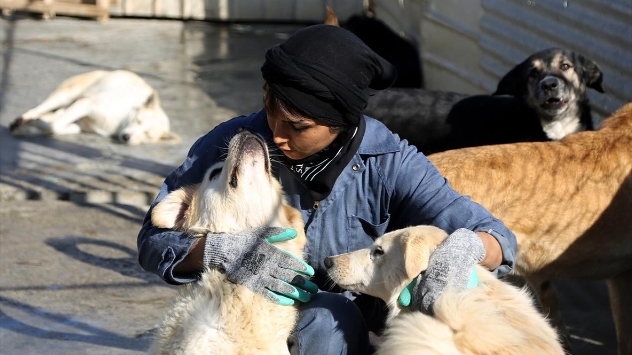 Kiraladığı arazide tek başına bir barınak kurdu