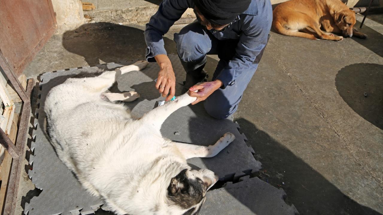 "Bu dilsiz canlılara yapılan eziyetler her geçen gün artıyor"