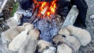 Lessi'nin yavrularının ısınma keyfi