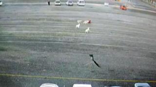 Sokak köpekleri çocuğa saldırdı