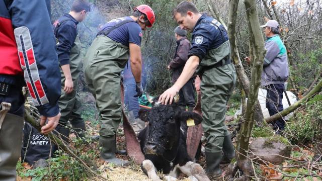 Uçurumdan düşen gebe inek kurtarıldı