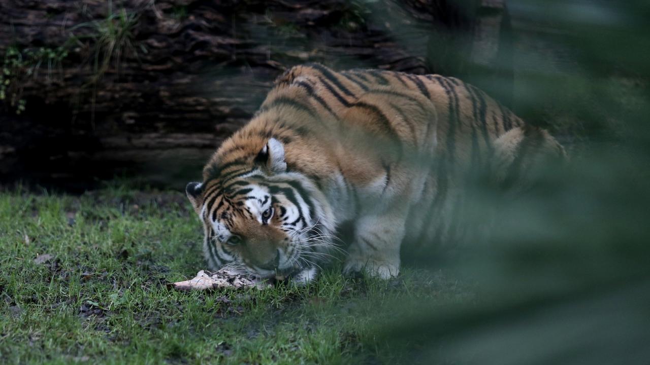 "Tek sıçrayışta eti kaptı"