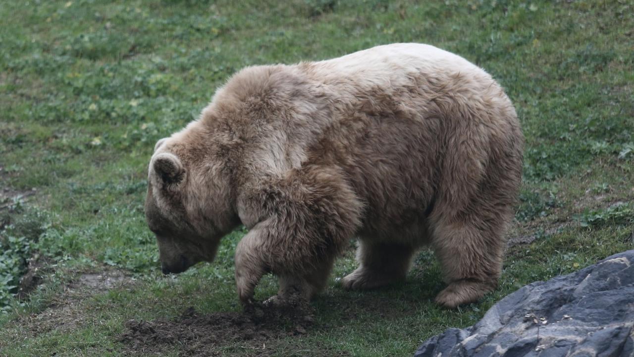 "Elleriyle koymuş gibi buldular"